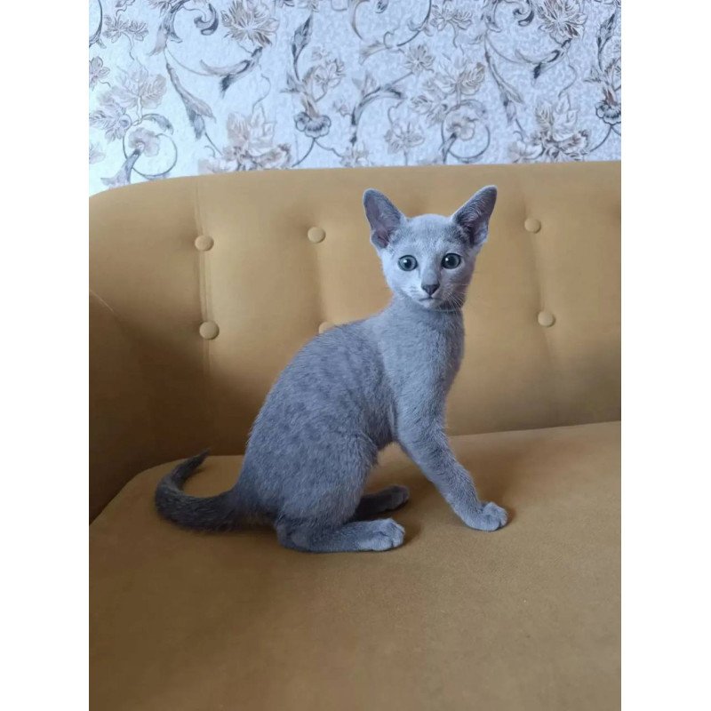 Russian Blue POLIN Ramhi