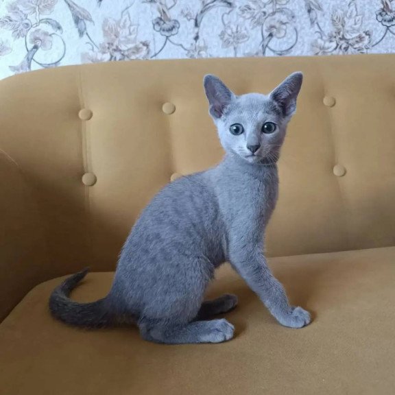 Russian Blue POLIN Ramhi