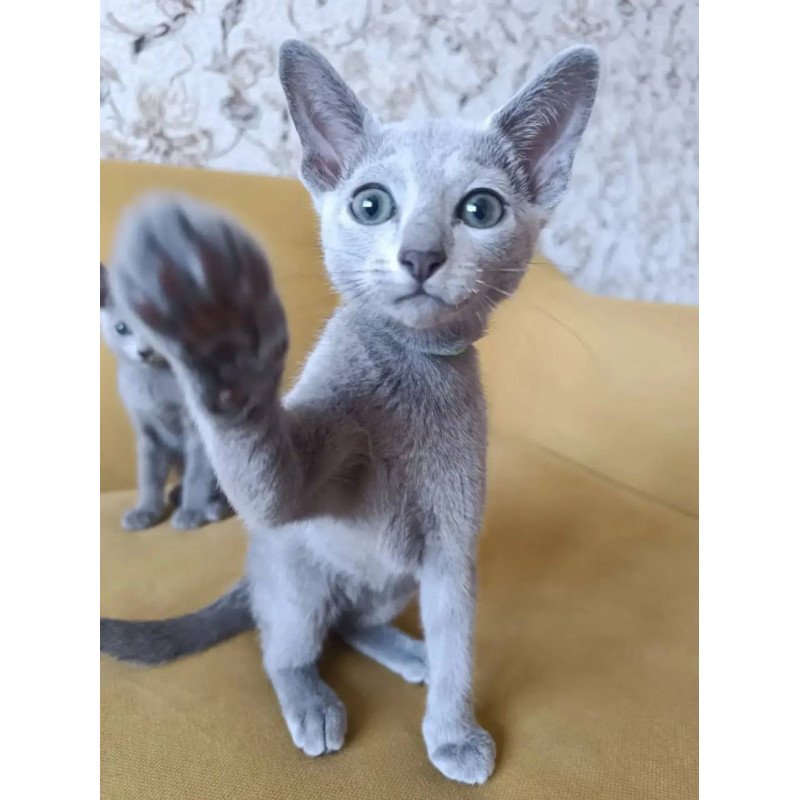 Russian Blue POLIN Ramhi