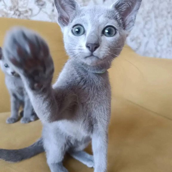 Russian Blue POLIN Ramhi