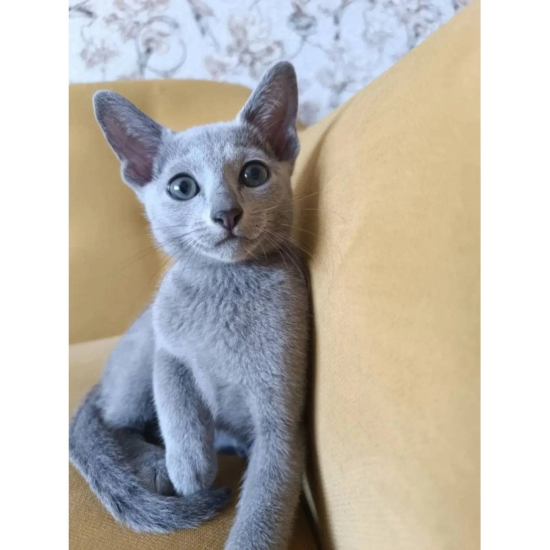 Russian Blue POLIN Ramhi