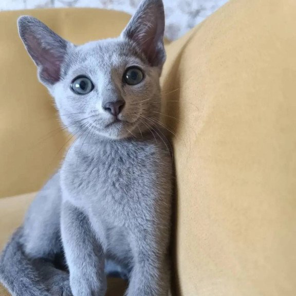 Russian Blue POLIN Ramhi