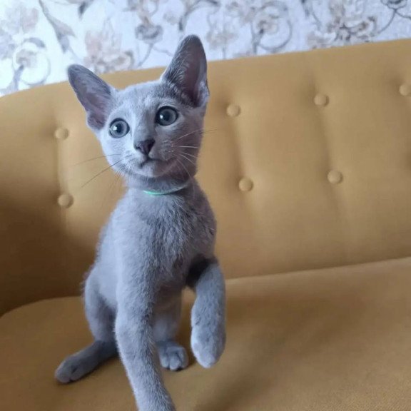 Russian Blue POLIN Ramhi
