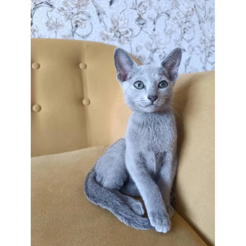 Russian Blue POLIN Ramhi