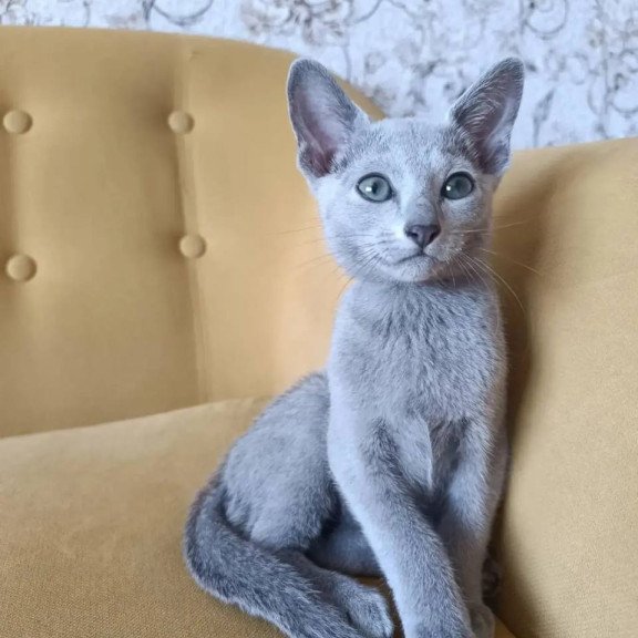 Russian Blue POLIN Ramhi