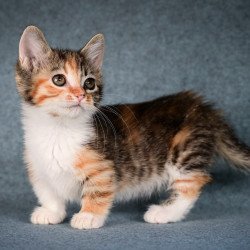Munchkin Kamilla