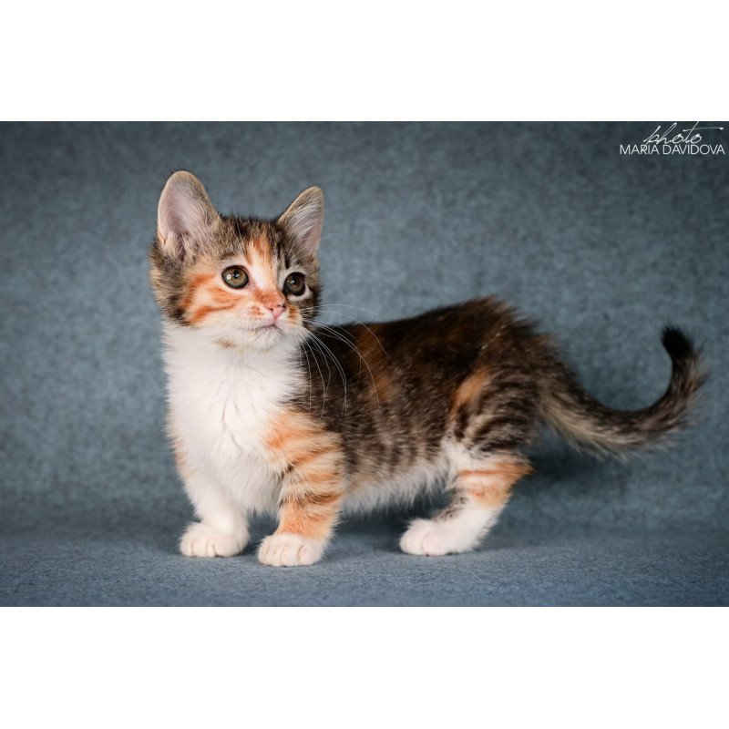 Munchkin Kamilla