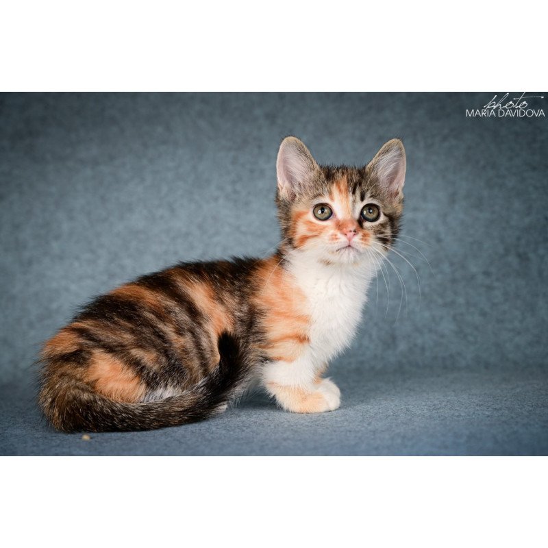 Munchkin Kamilla