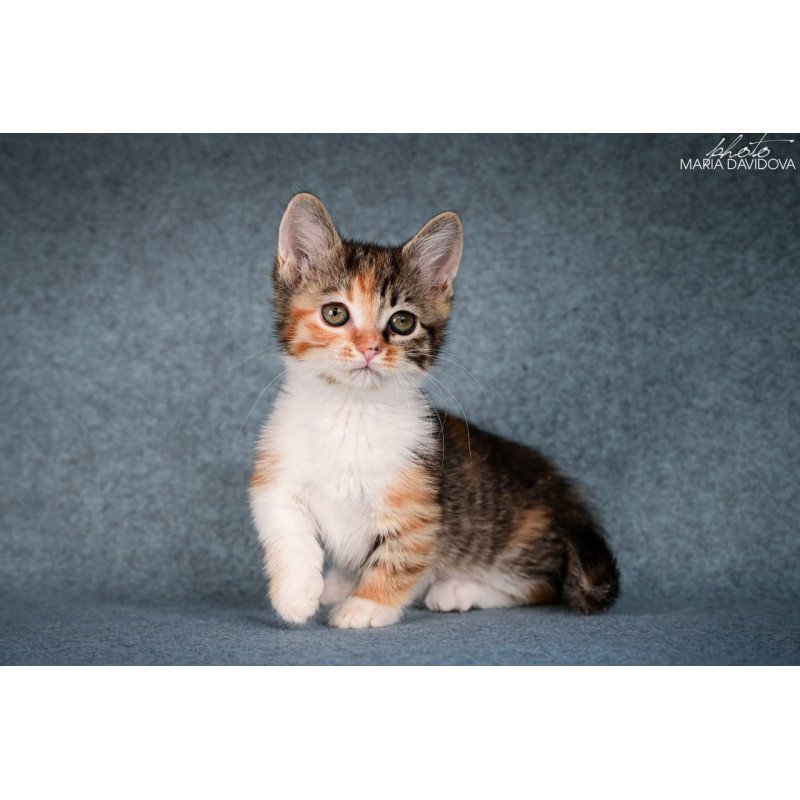 Munchkin Kamilla