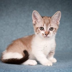 Munchkin Kleo