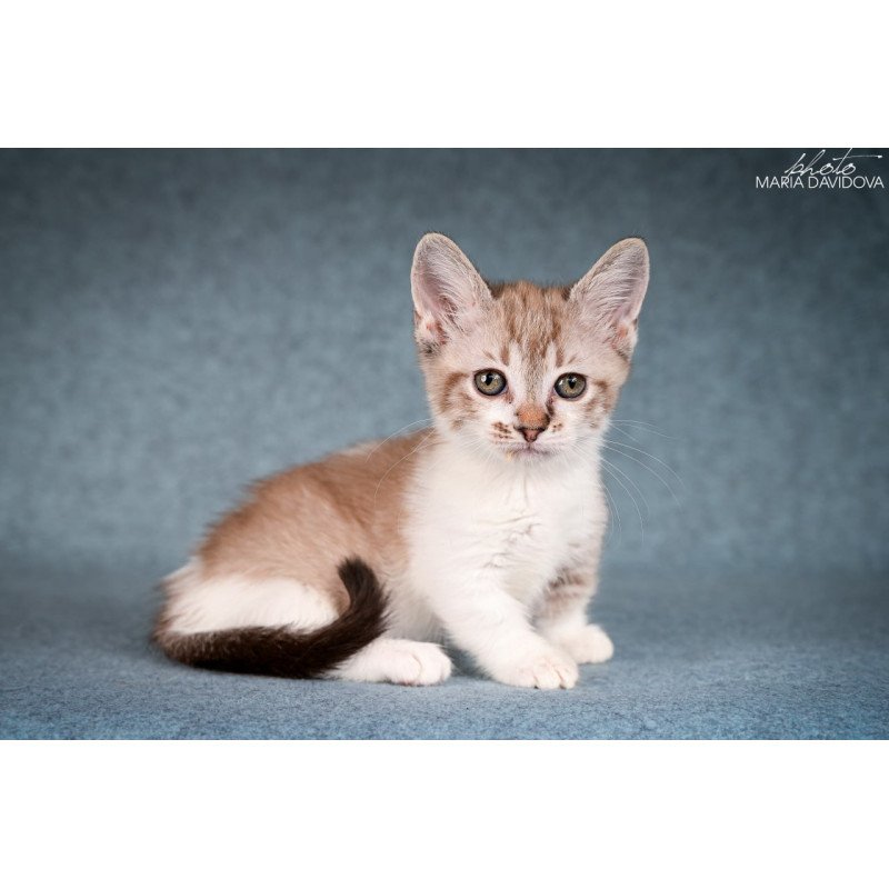Munchkin Kleo