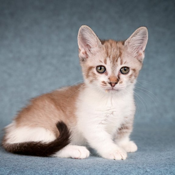 Munchkin Kleo