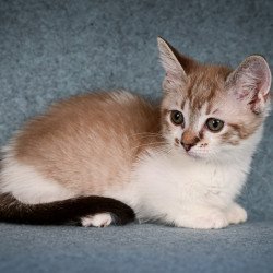Munchkin Kleo