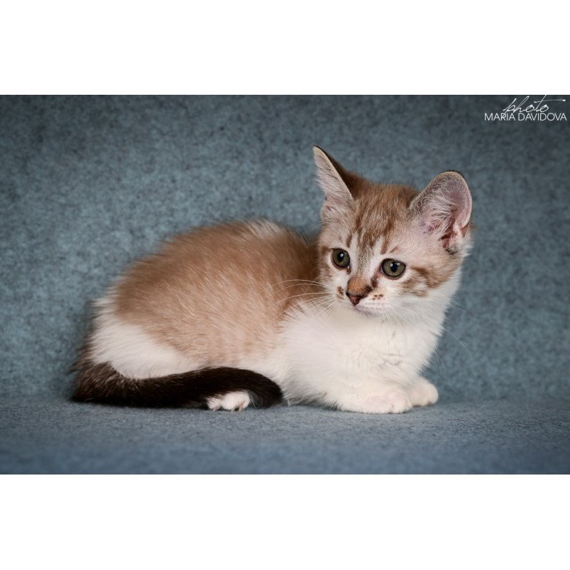 Munchkin Kleo