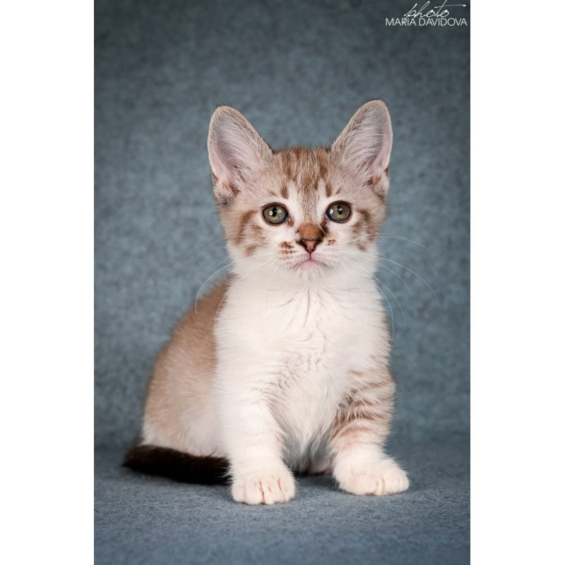 Munchkin Kleo