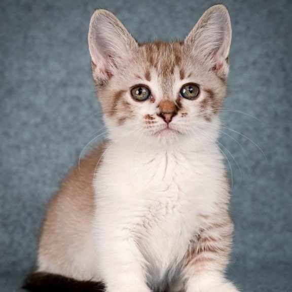 Munchkin Kleo