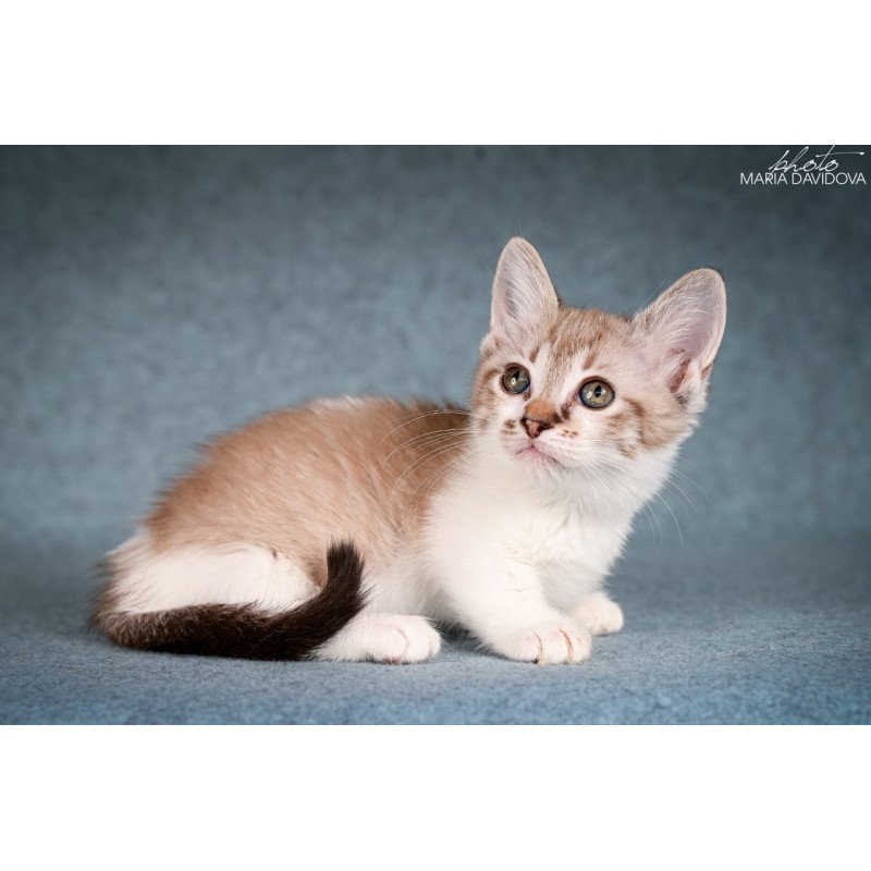 Munchkin Kleo