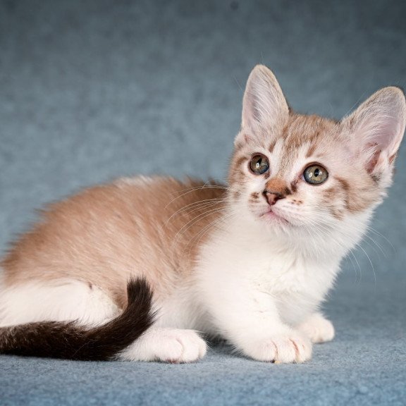 Munchkin Kleo