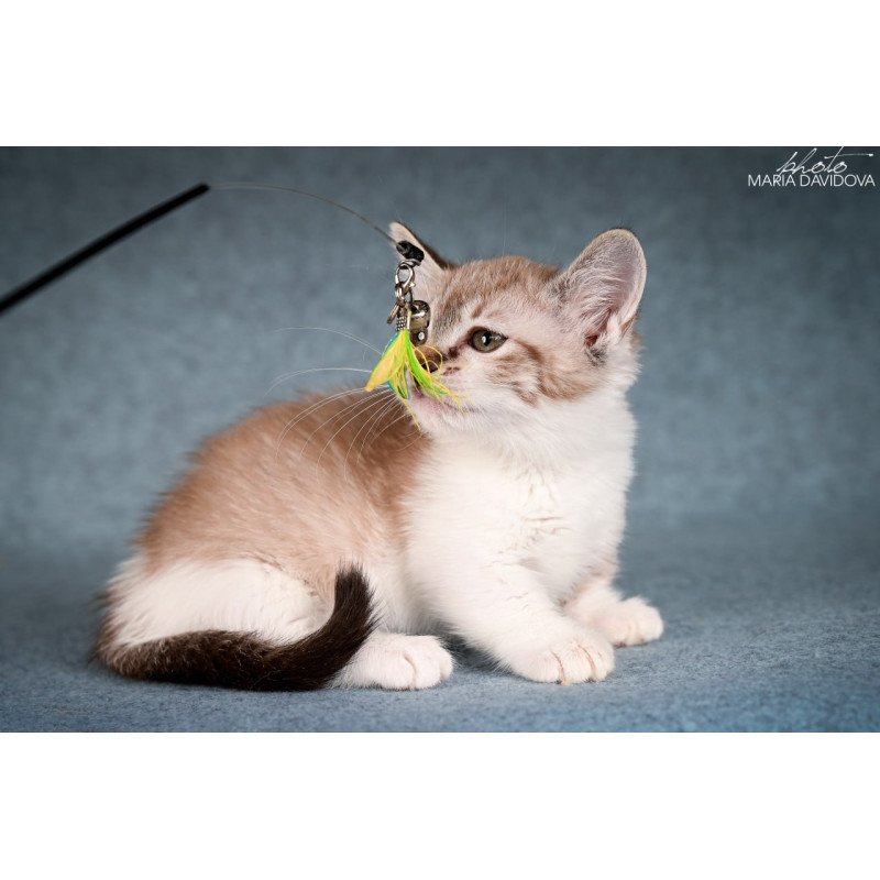 Munchkin Kleo