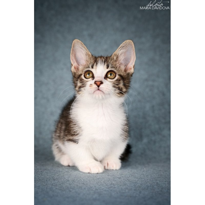 Munchkin Klepa