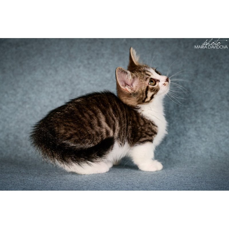 Munchkin Klepa