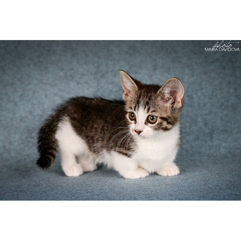Munchkin Klepa