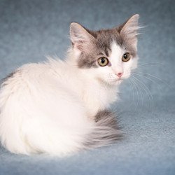 Munchkin Diana