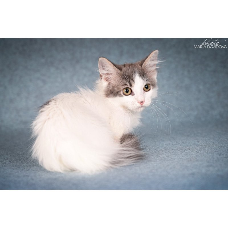Munchkin Diana