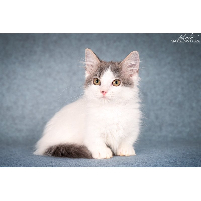 Munchkin Diana