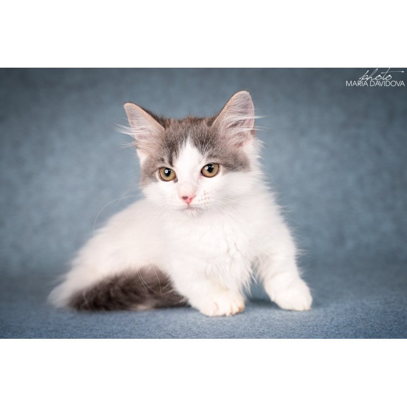 Munchkin Diana