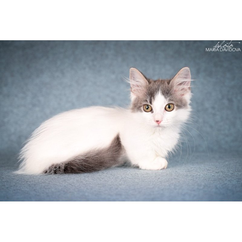 Munchkin Diana