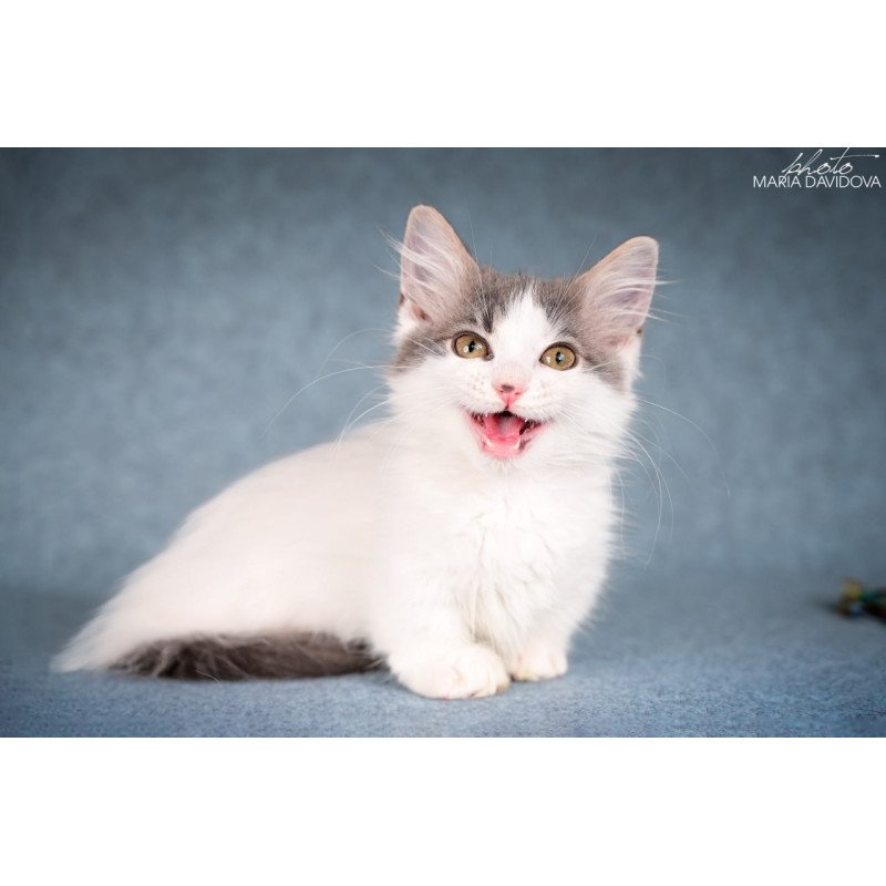 Munchkin Diana