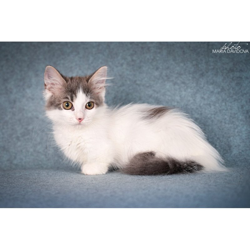 Munchkin Diana