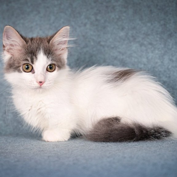 Munchkin Diana