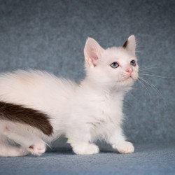 Munchkin Y-Peter