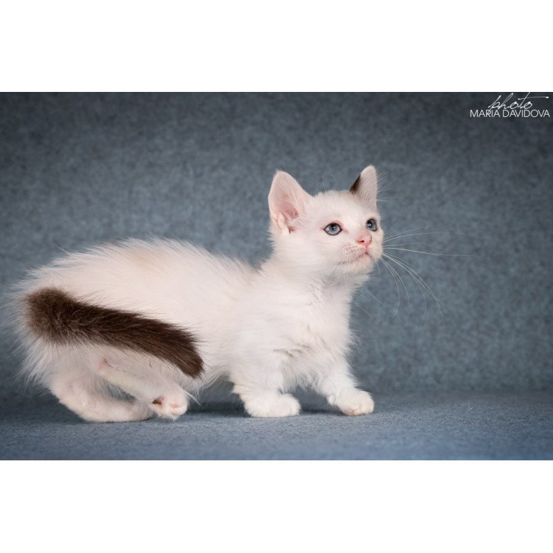 Munchkin Y-Peter