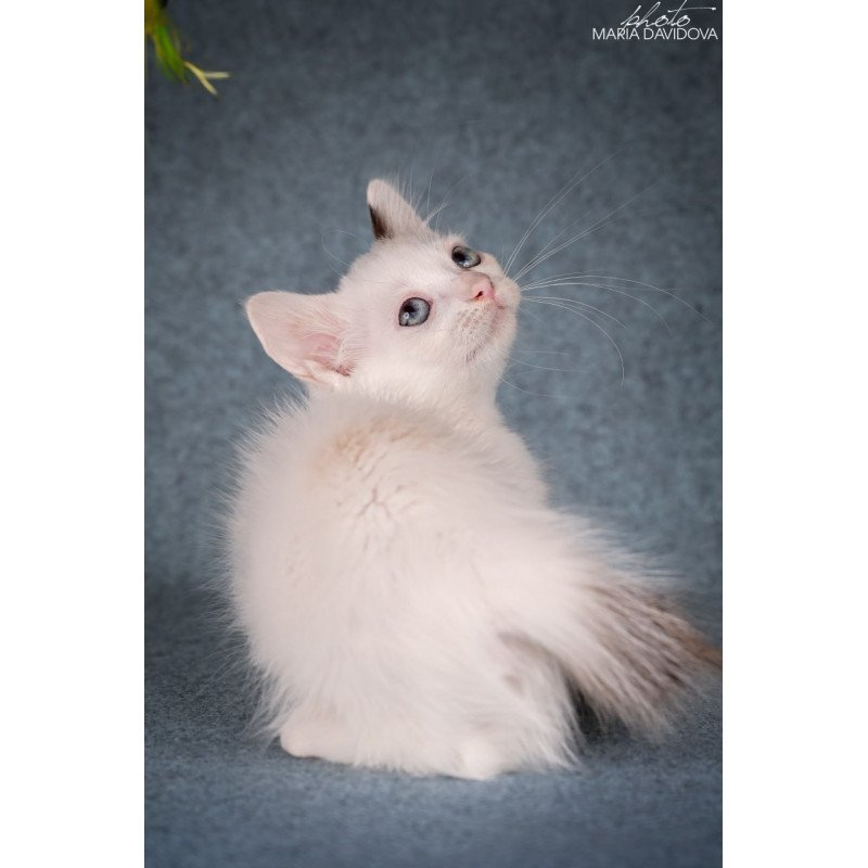 Munchkin Y-Peter