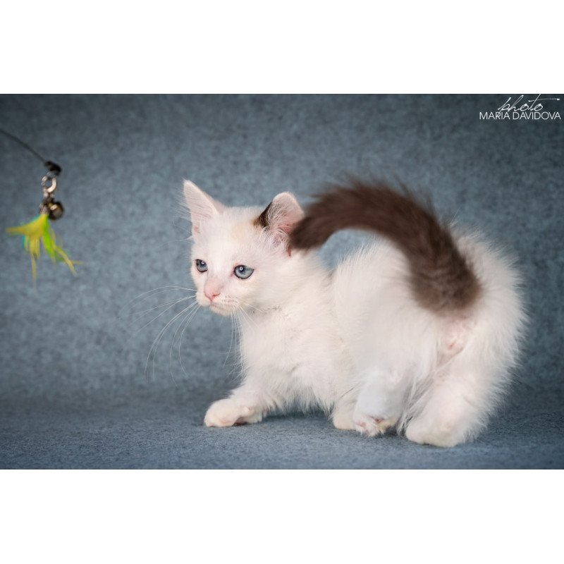 Munchkin Y-Peter
