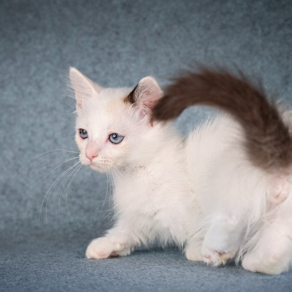 Munchkin Y-Peter