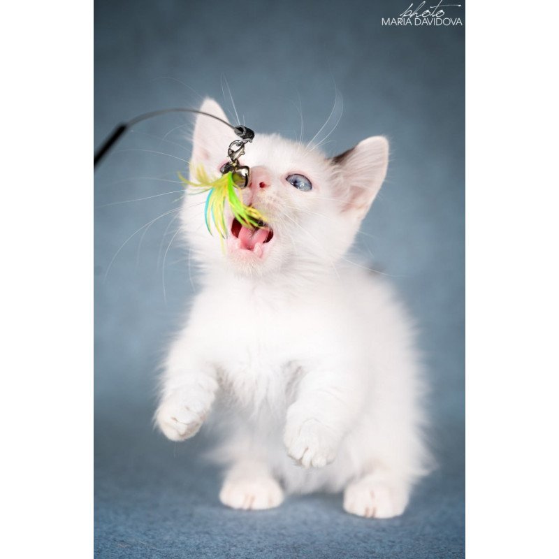 Munchkin Y-Peter