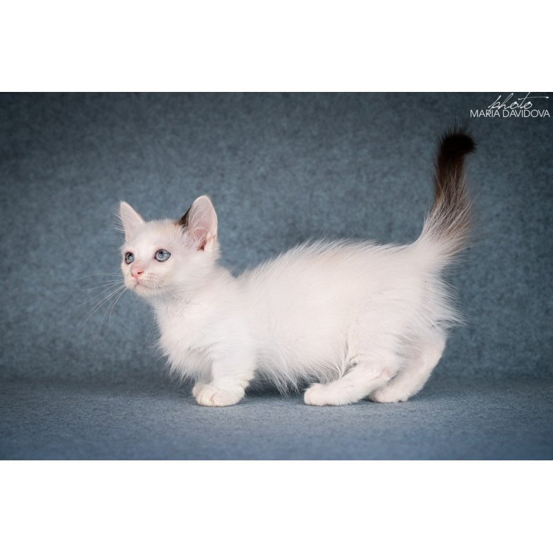 Munchkin Y-Peter