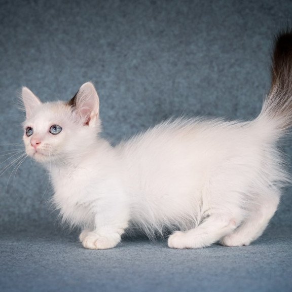 Munchkin Y-Peter