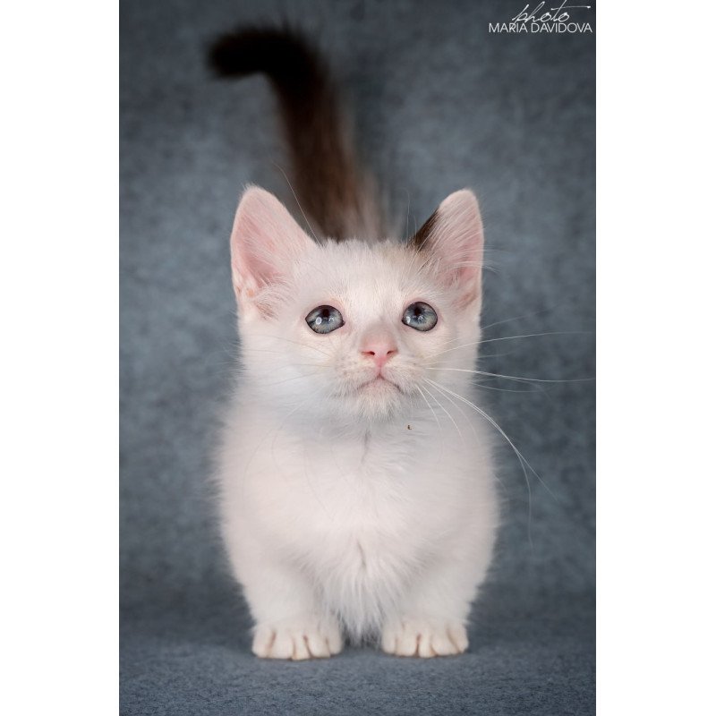 Munchkin Y-Peter