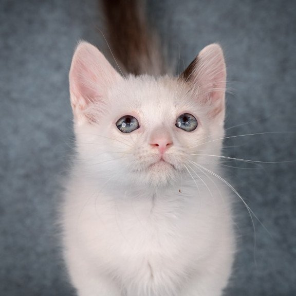 Munchkin Y-Peter