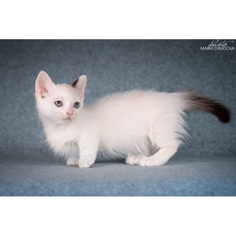 Munchkin Y-Peter