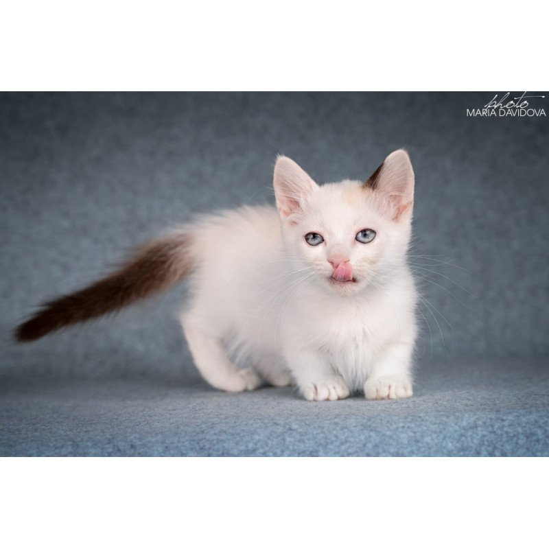 Munchkin Y-Peter