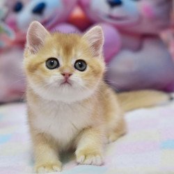 British Fluffy