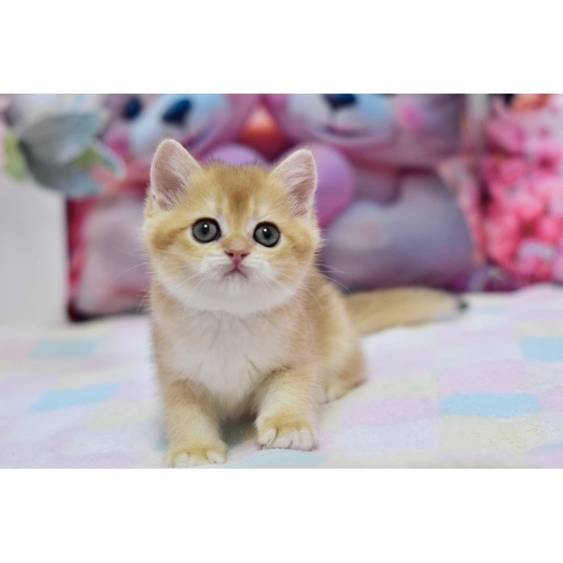 British Fluffy