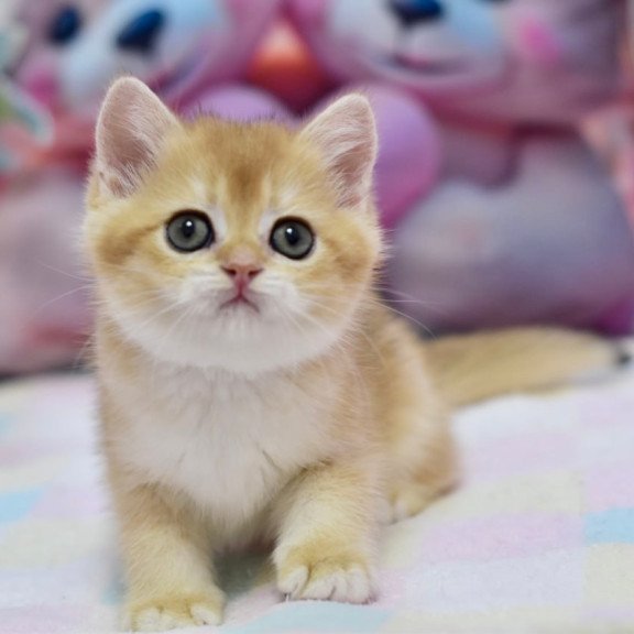 British Fluffy
