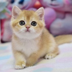 British Fluffy